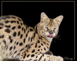 Benny - Serval Cat