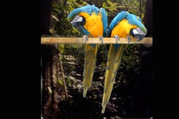 Blue and Gold Macaw