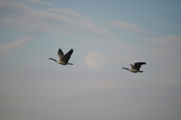 Blue Moon Setting August 31, 2012. The second full moon of August, also known as a "Blue Moon". The moon was just setting over Lake Huron. The birds are Canada Geese, appropriate for a photo taken in Bayfield, Ontario, Canada.