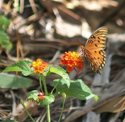 Butterfly 8-29