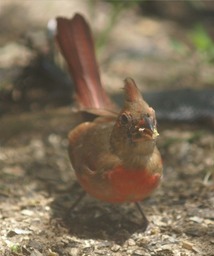 Female Cardinal