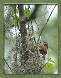 Carolina Wren