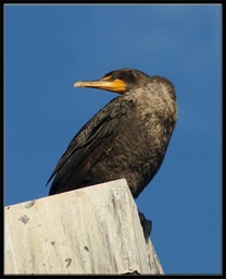 Cormorat