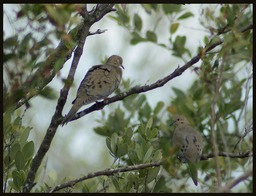 Doves