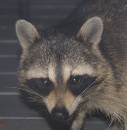 Raccoon