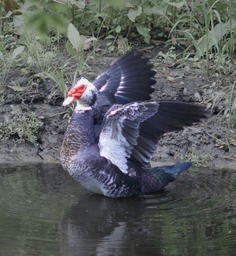 Muscovy Duck