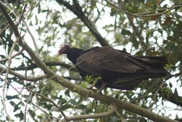 Turkey Vulture