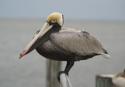 Pelican