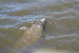 Manatee