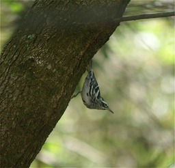 Black & White Warbler