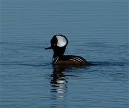 Buffle Headed Duck