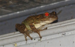 Red Eye Frog