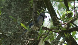 Blue Jay