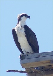 Osprey