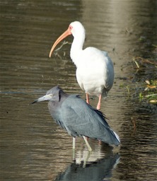 Ibis and Heron