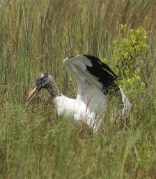 Woodstork