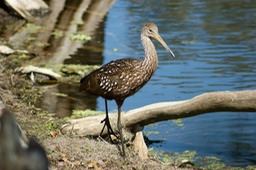 Juvenile Ibis