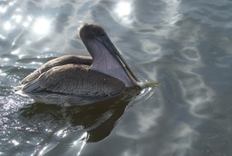 Brown Pelican