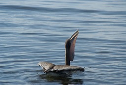 Swallowing a Fish