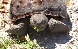 Gopher Tortoise