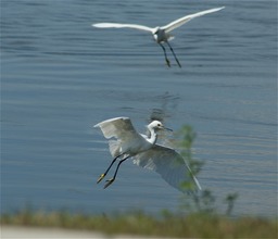 Snowy Egret