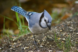 Blue Jay