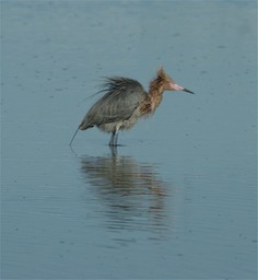 Reddish Heron - DeSoto Park