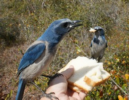 Scrub Jays - Oscar Scherer Park