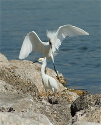 Snowy Egret