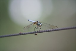 Dragonfly and ant