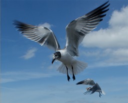 Gulls