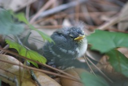 Carolina Wren Chick, just fledged that day