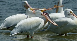 White Pelicans