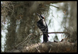 Red Bellied Woodpecker