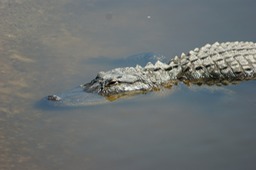 American Alligator