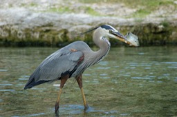 Blue Heron with fish - I was talking to my dad on the cell phone while I was taking these shots. Finally he asked me about all the clicking. I told him I would send him the pictures.