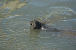 Manatee