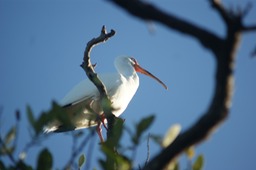 Ibis