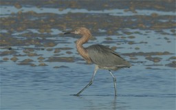 Reddish Heron