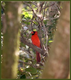 Male Cardinal