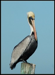 Pelican