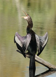 Anhinga