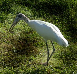 Wood Stork