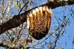 Wild Bee Hive