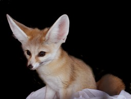 Flo Flo - Fennec Fox