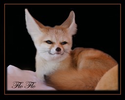 Flo Flo - Fennec Fox