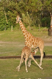 Giraffe