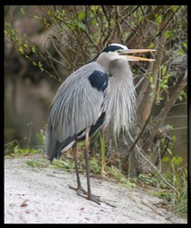 Blue Heron