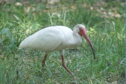 Ibis