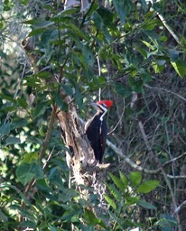 Pileated Woodpecker